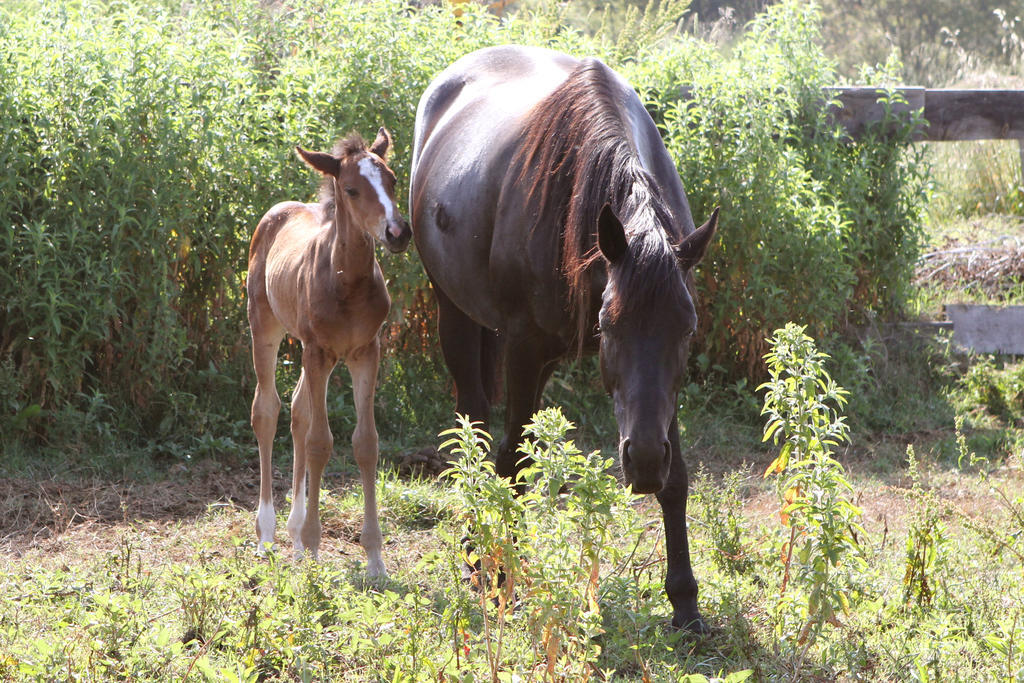 Terracorse Vila Figari  Exterior foto